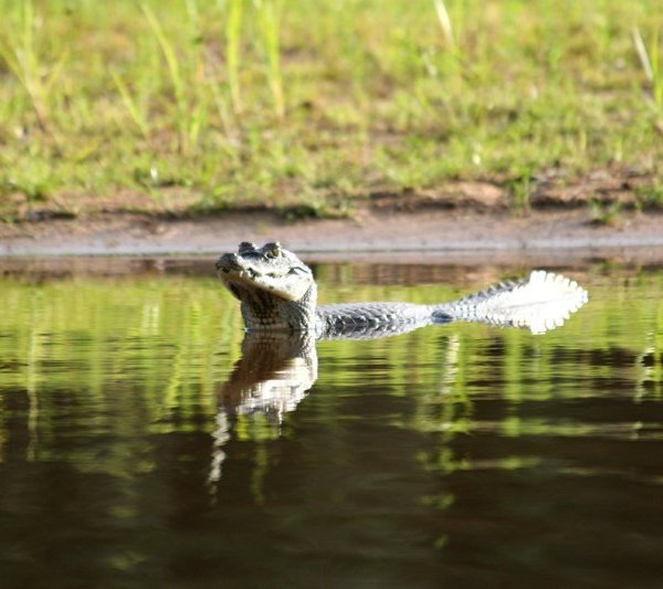 img_3365_jacare_klein