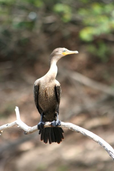 img_3401_kormoran_klein