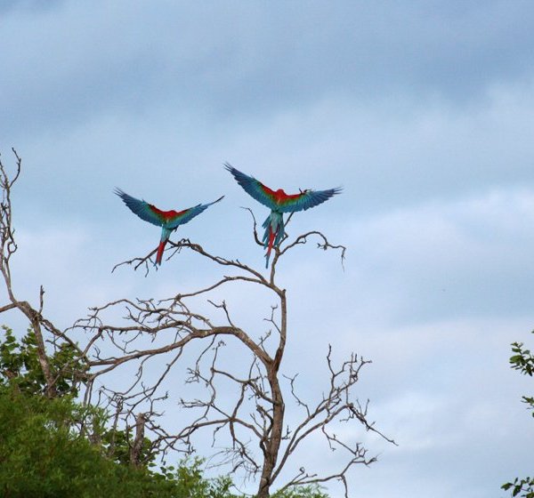 img_3506_arara-vermelha_klein