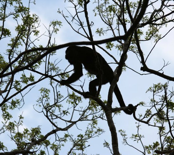 img_4312_brullaffe_klein