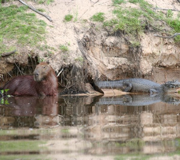 img_4354_jacare-capivara_klein