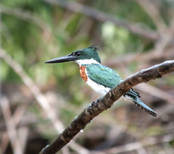 img_4412_amazon-kingfisher_klein