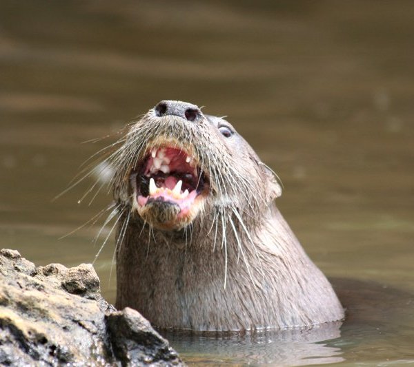 img_4439_fischotter_klein